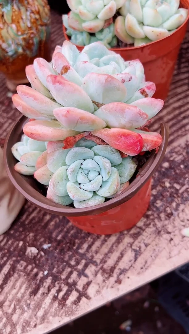 ?**斯多肉植物一物一拍02092