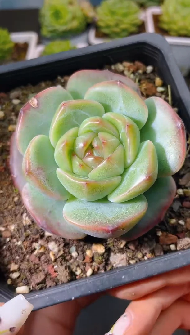 110新珍妮一物一拍