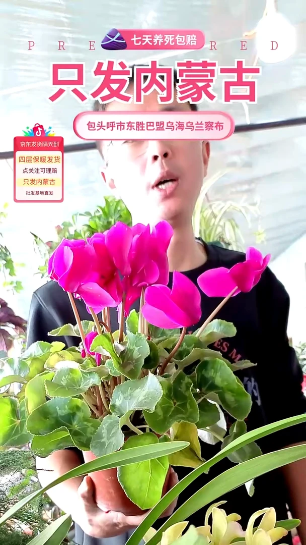 完全开放紫色仙客来