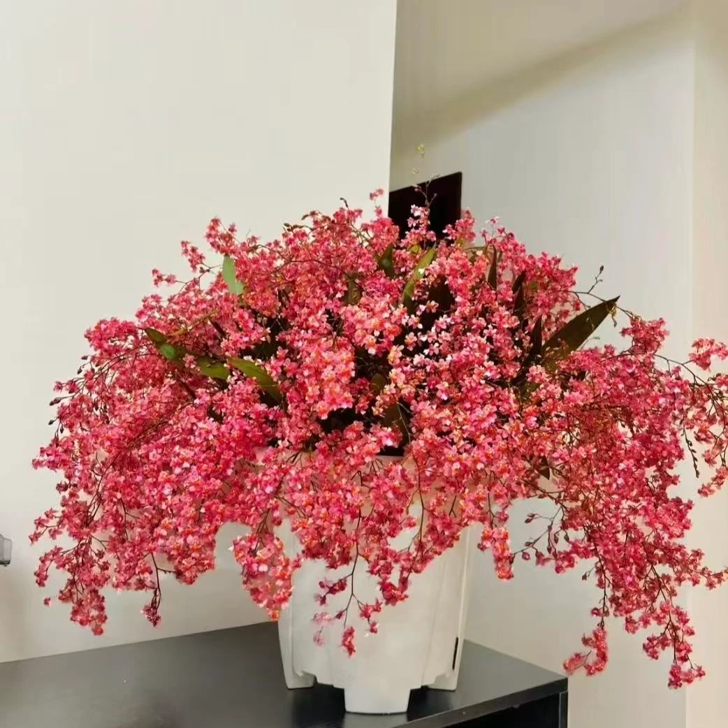 年宵花梦香兰《满堂红》30支花剑或以上室内高端盆栽花多年生花期长