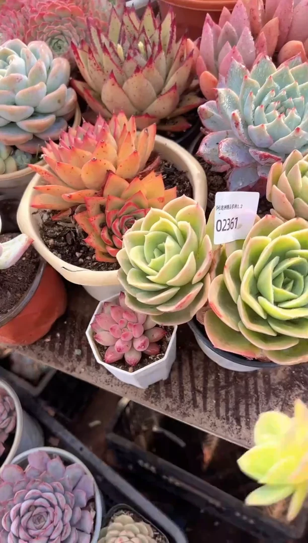 那****笑多肉植物一物一拍02361