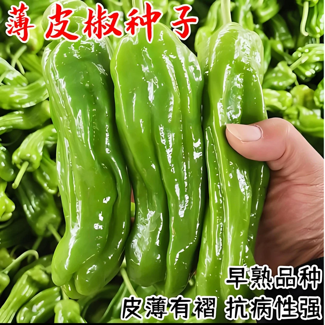 薄皮辣椒种子高产四季牛角泡椒种籽阳台盆栽虎皮特大南方蔬菜种孑
