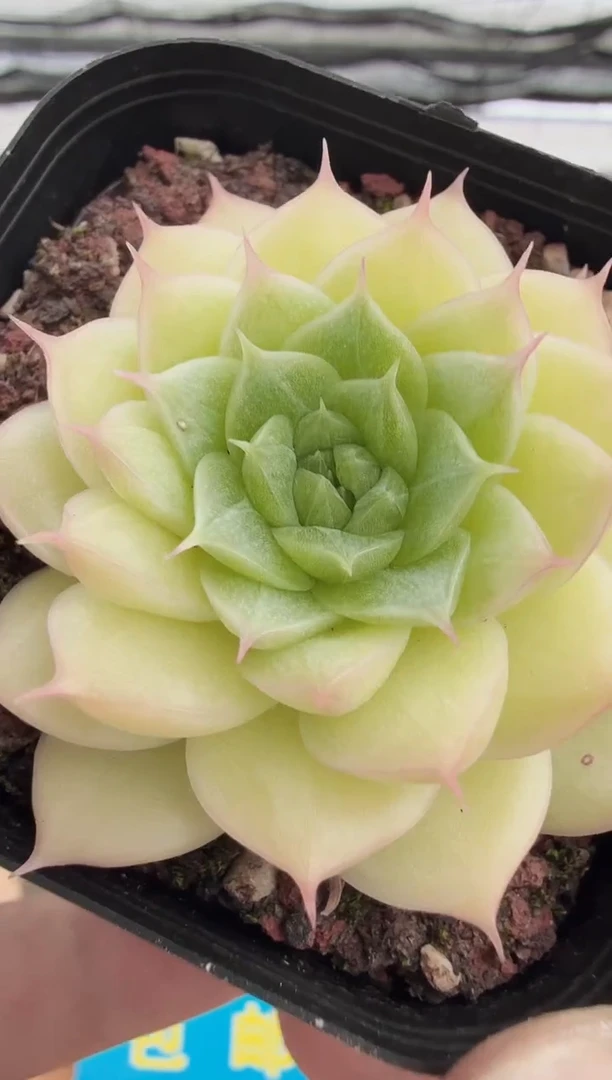 东云多肉园二店-242