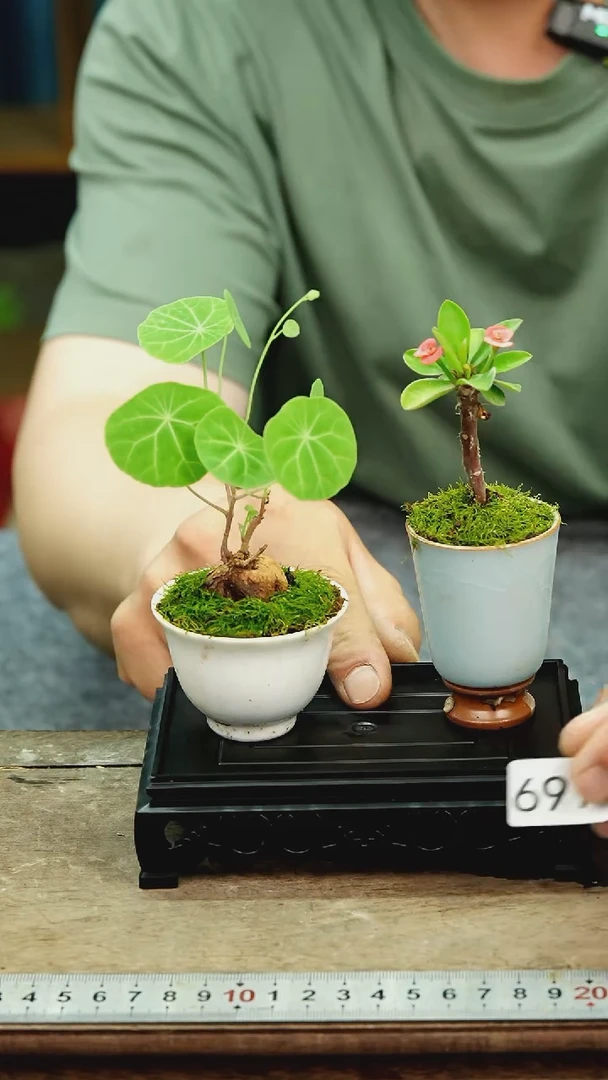 无花朵苔藓微景观69号
