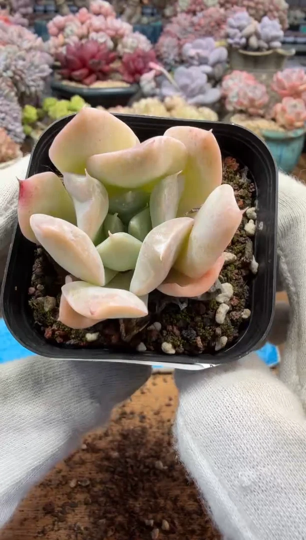 东云多肉园三店-73