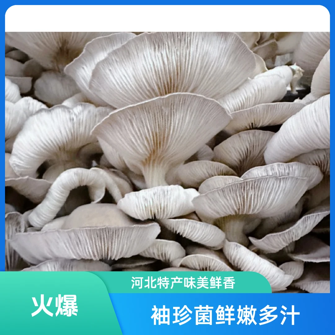 【每日优鲜】河北-袖珍菌300g±20g