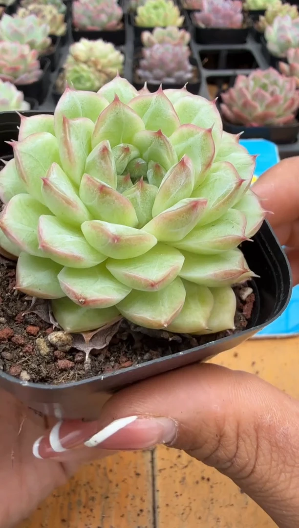 东云多肉园二店-273