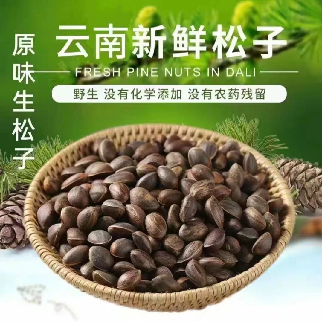 云南新鲜生松子原味湿松子落水不开口未加工的坚果零食