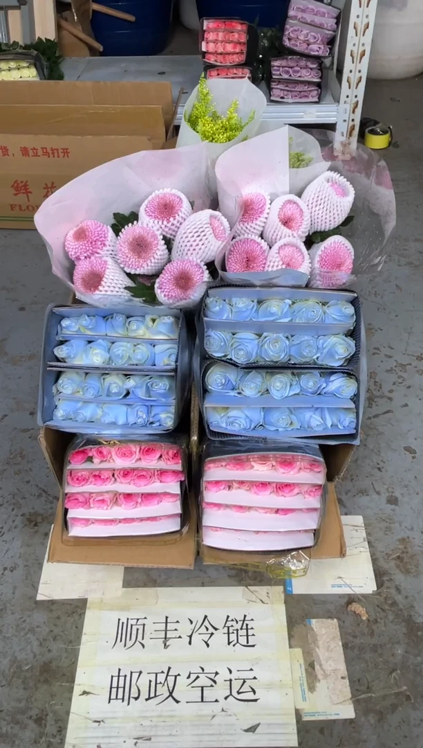 洛神20枝+碎冰蓝20枝+粉色乒乓菊10枝+黄莺