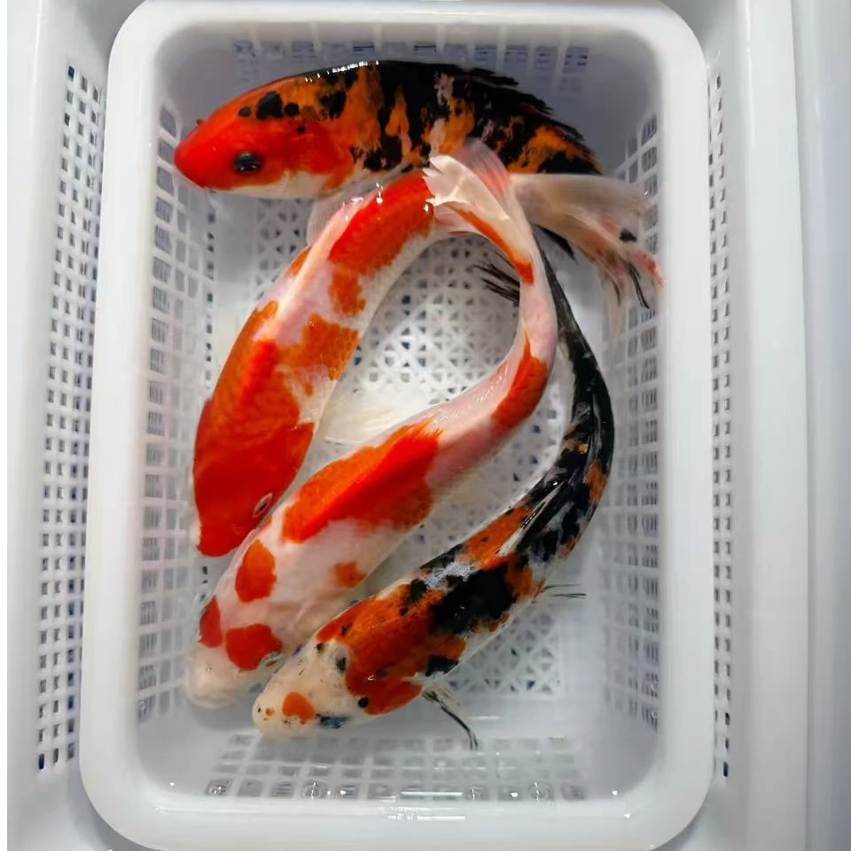 【3红白2三色】15-18公分冷水观赏鱼锦鲤鱼好养