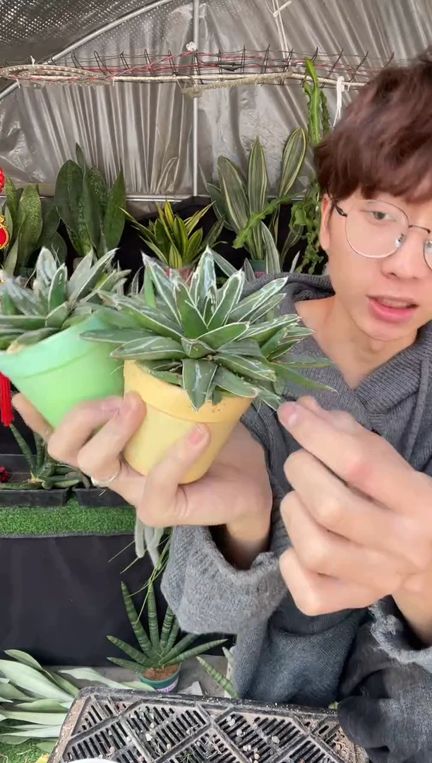 【闪购商品】世之雪带盆2棵12.8