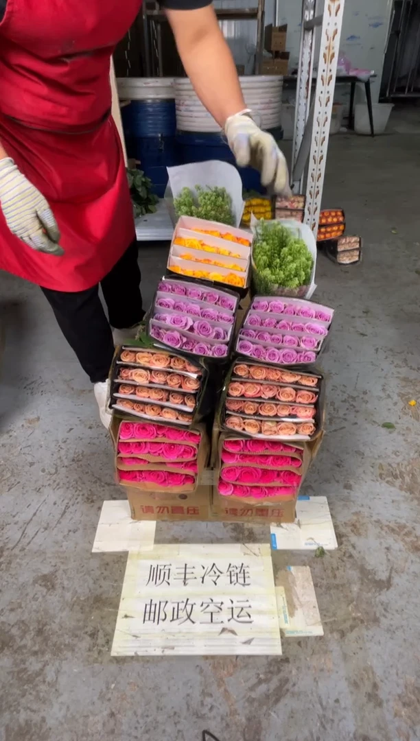 弗洛伊德20枝+卡布20枝+金色海岸20枝+紫霞20枝+绿林草