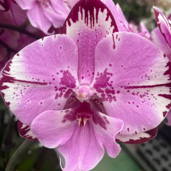 (米奇乐朵)鲜花 蝴蝶兰一颗 云南基地直发