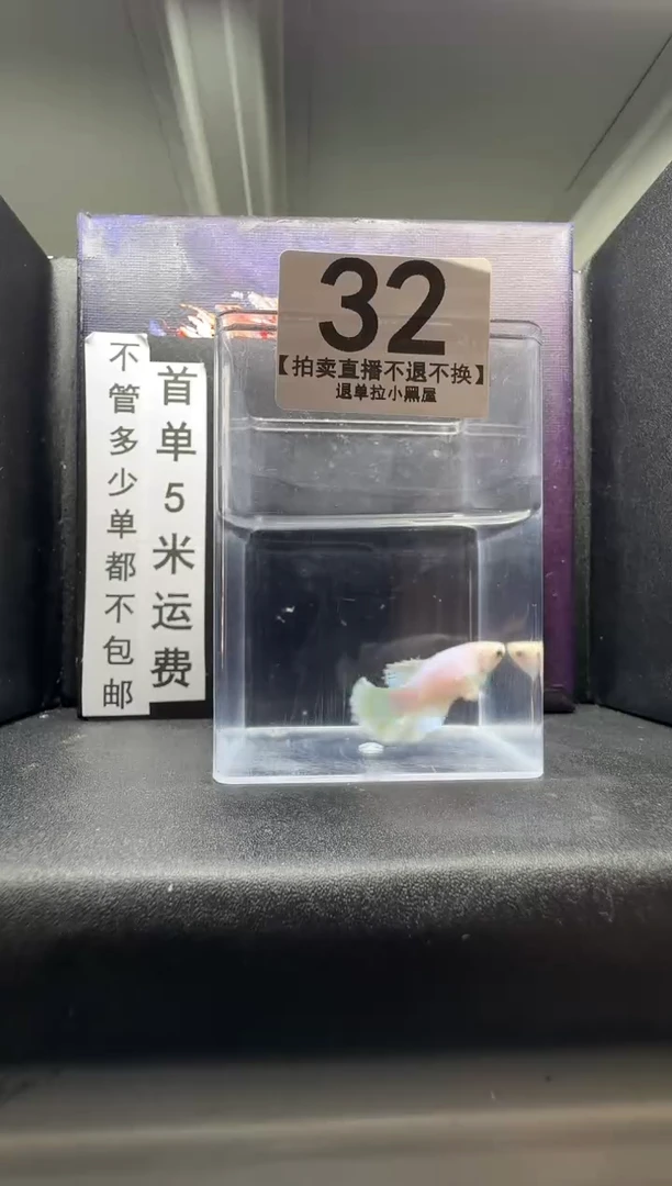 斗鱼母鱼编号：32