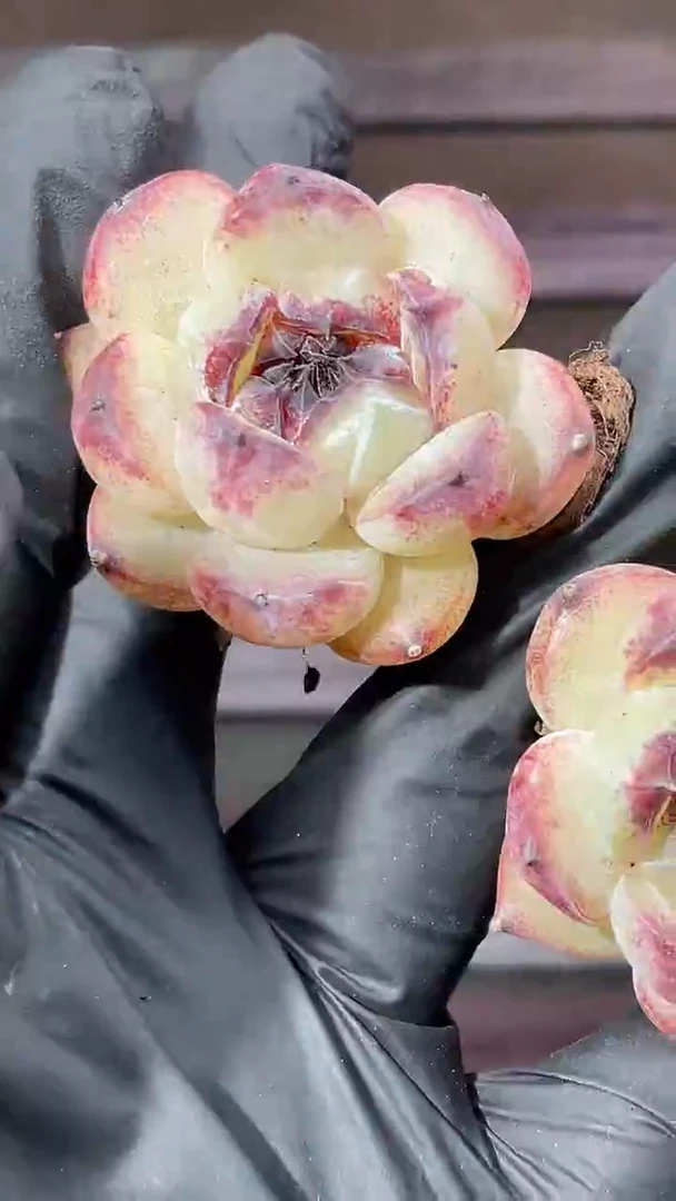 36-92 赤水晶杂2-3厘米量拍发一颗