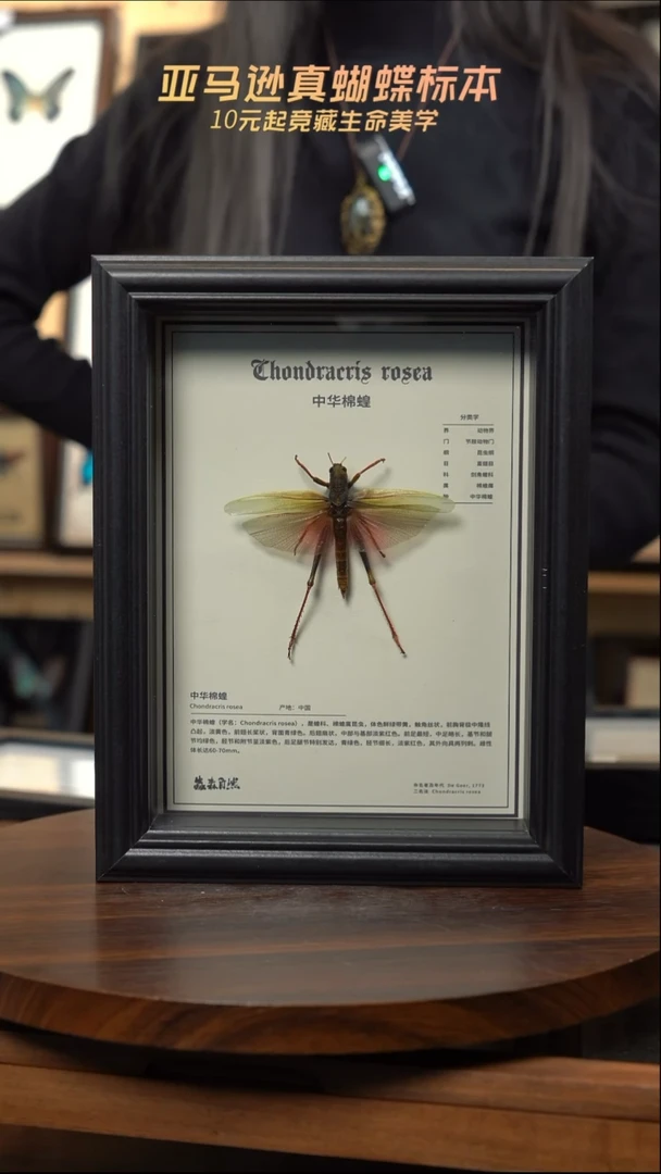 中华棉蝗中文科普款