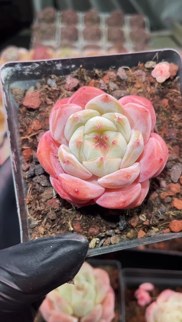 闪购700 糖衣炮弹多肉一颗 4.5-5厘米