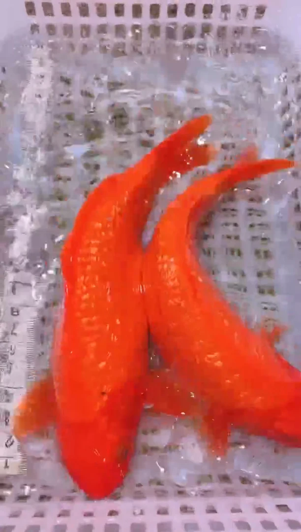 锦鲤冷水观赏鱼全场包邮191