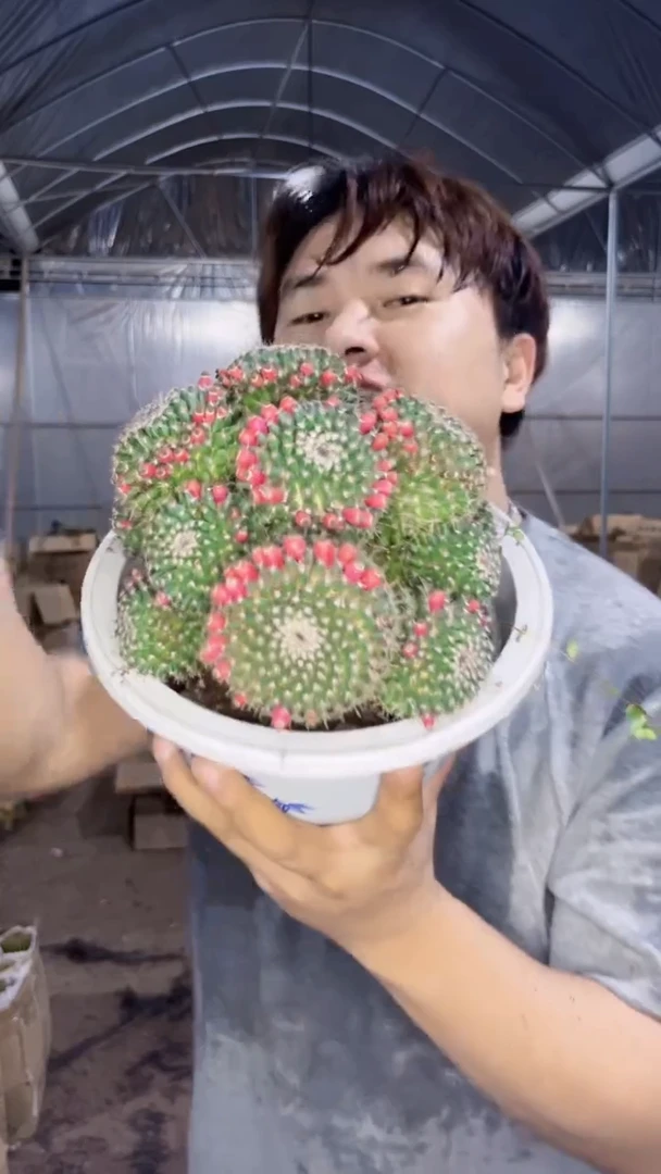 多头 玉翁 13-18cm