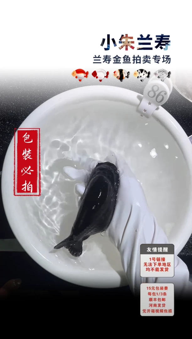 金鱼包装必拍未拍顺丰到付86号