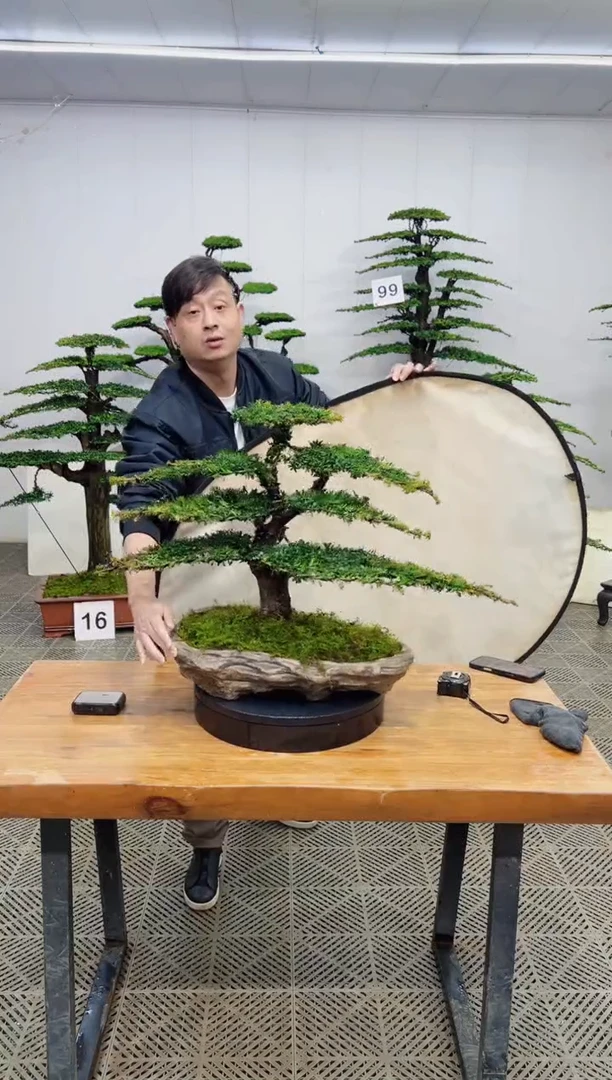 无花朵造型盆景一物一拍