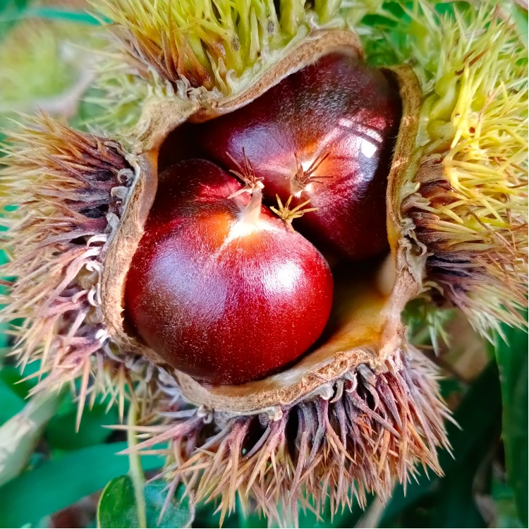 现摘现发新鲜毛栗子好剥皮粉面香糯口感佳板栗