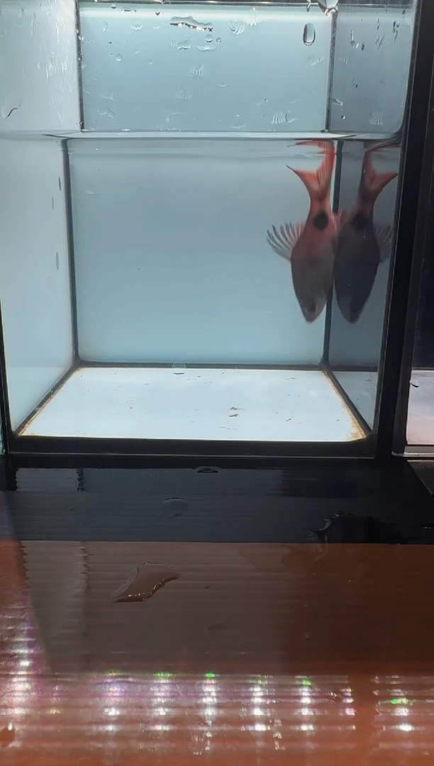 海水鱼克里11111