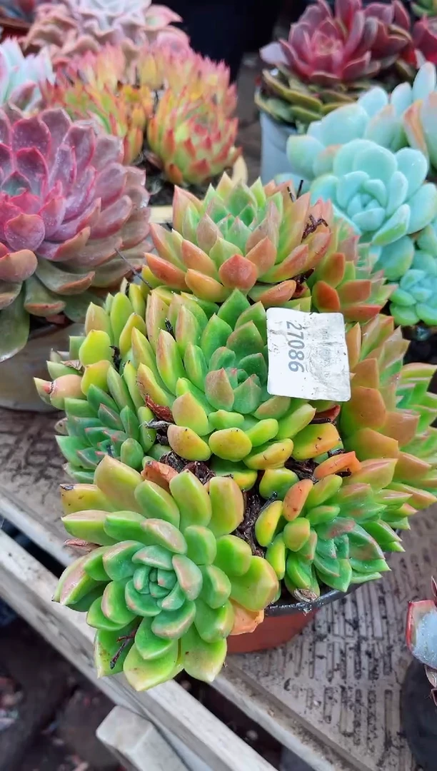 任*27086多肉植物一物一拍