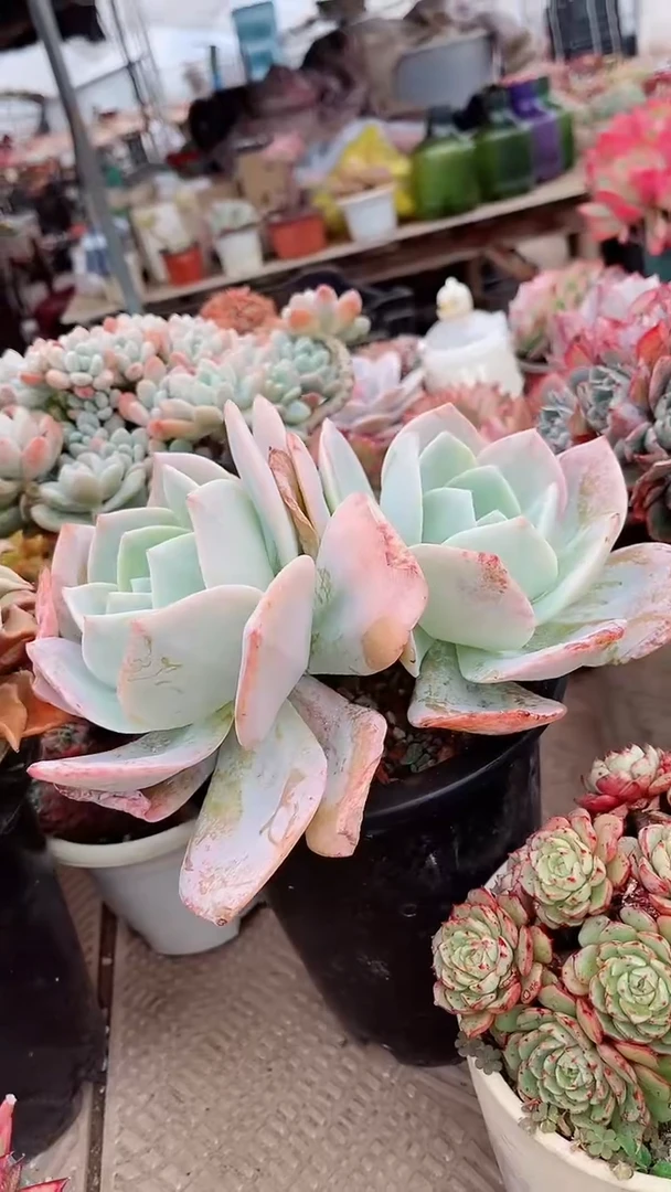 【闪购商品】16237