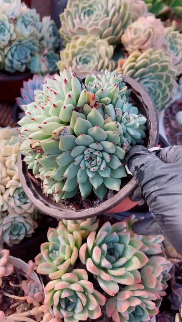 疍****坊多肉植物一物一拍21087