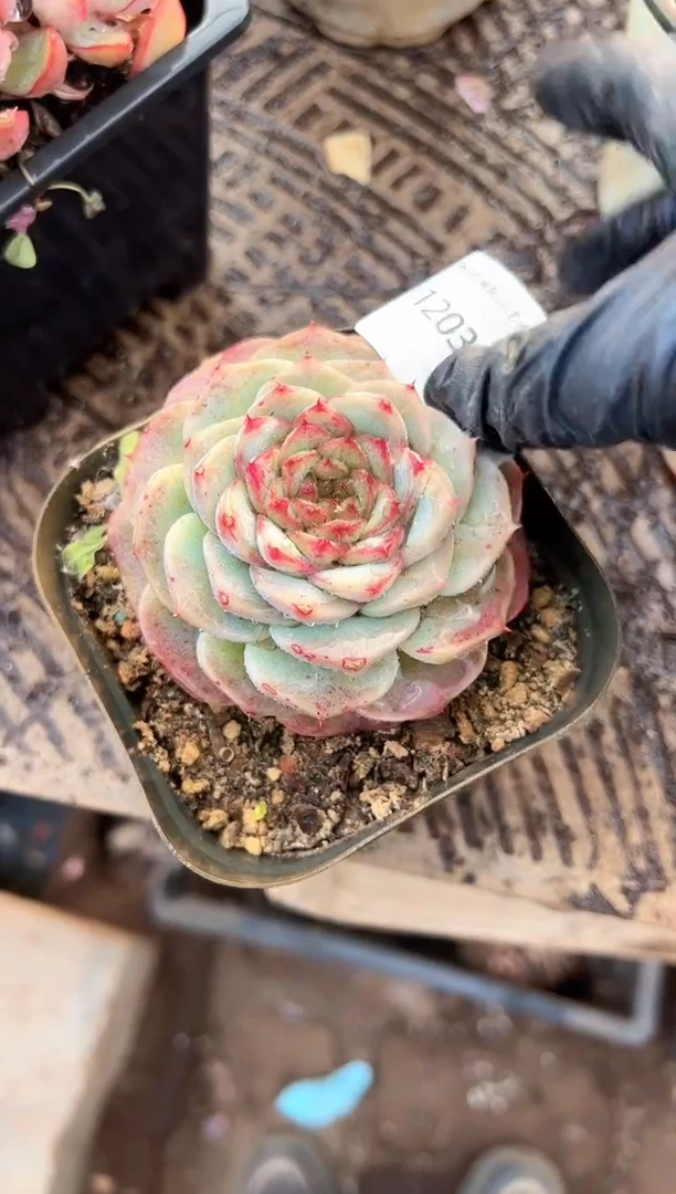 ?****? 多肉植物一物一拍20332