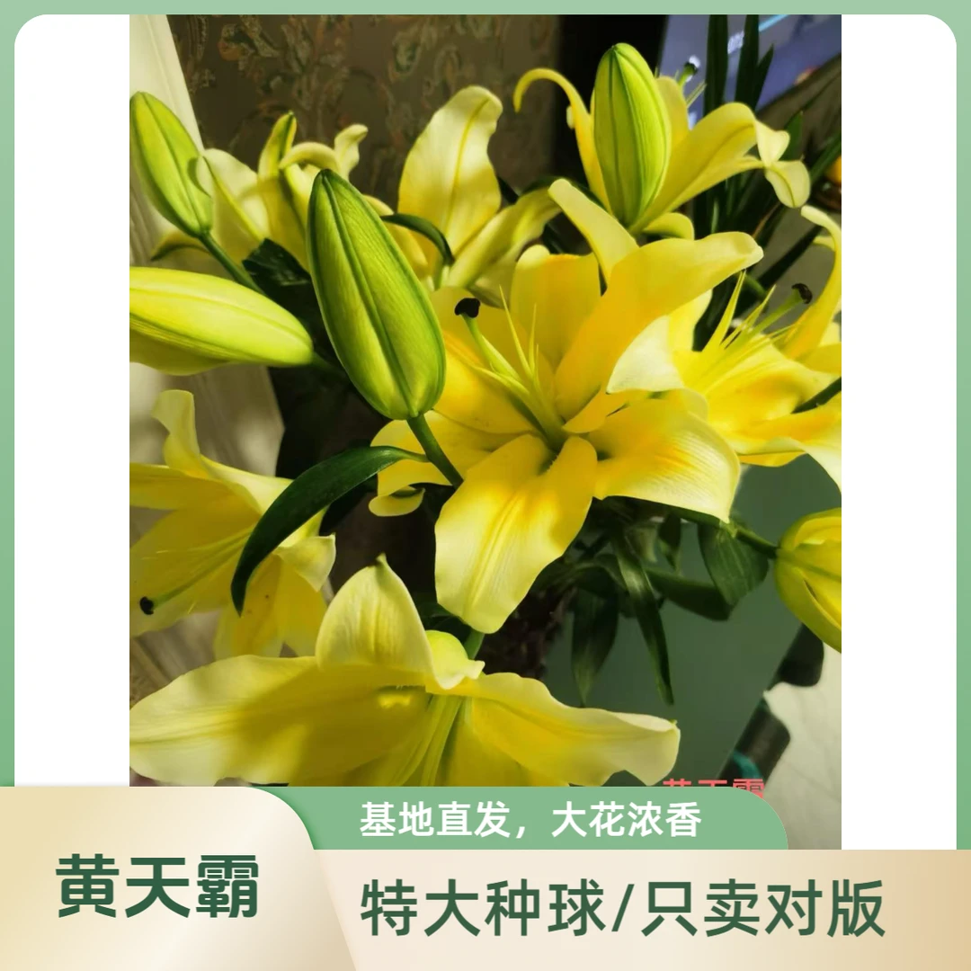 【24+黄天霸】特大种球香水百合室内户外 阳台 单瓣多头 四季可种植
