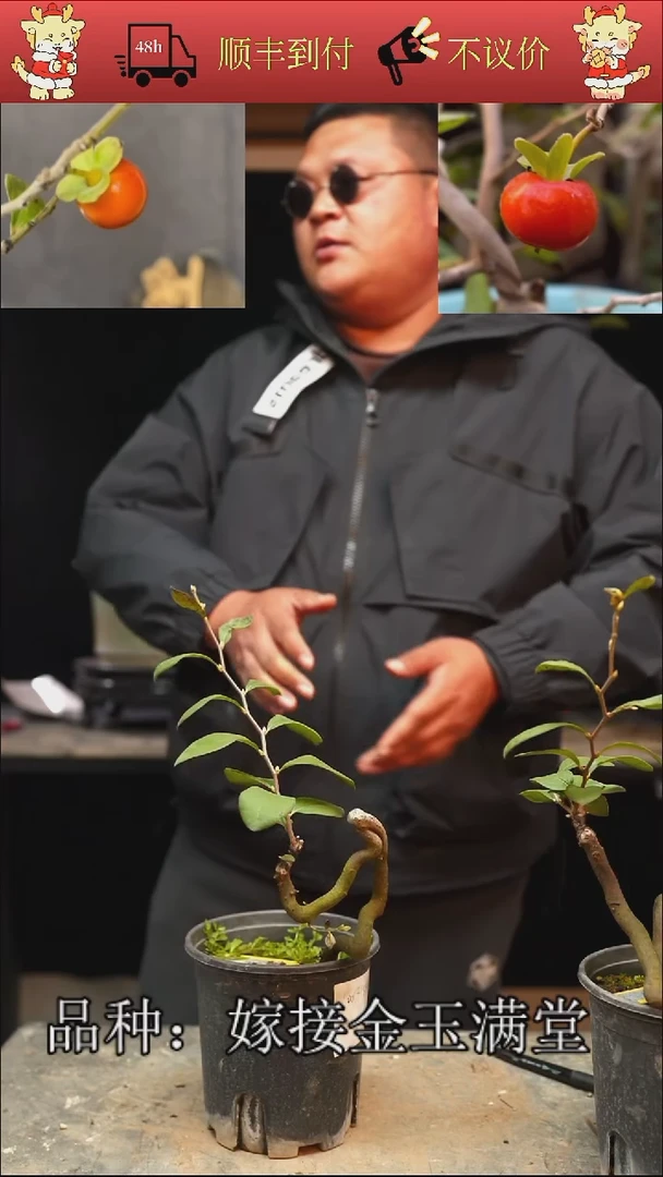 无花朵道***何/118顺丰包邮/251201/2/嫁接金玉满堂