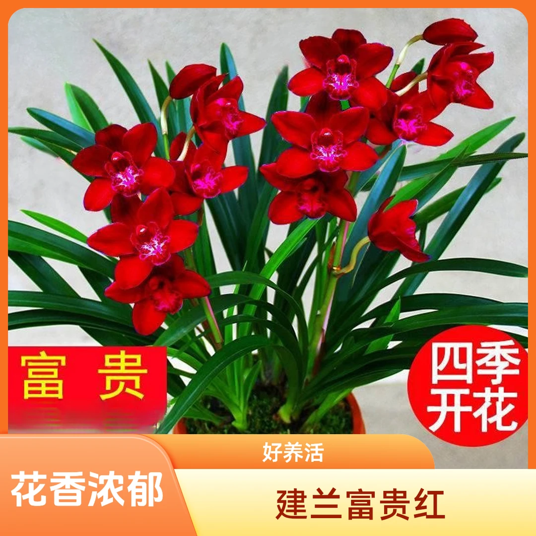【耐寒好养】浓香型兰花苗盆栽花卉绿植物四季常青墨兰建兰开批发