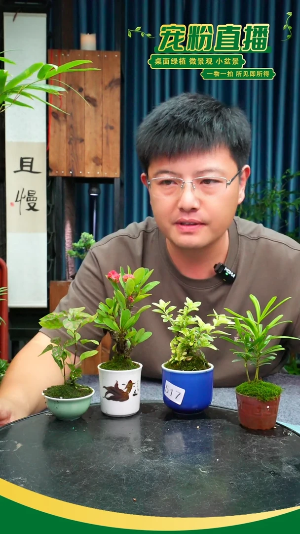 无花朵聂*梵苔藓微景观517号