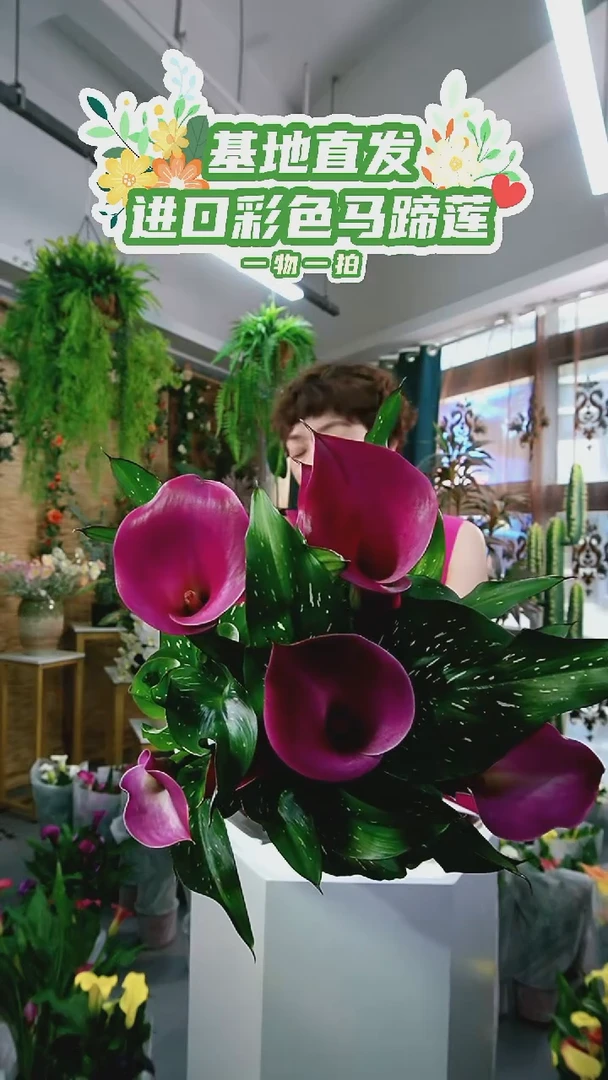 大量花朵（建议范围：8朵-15朵 或40%以上）151号双A级迪奥一物一拍