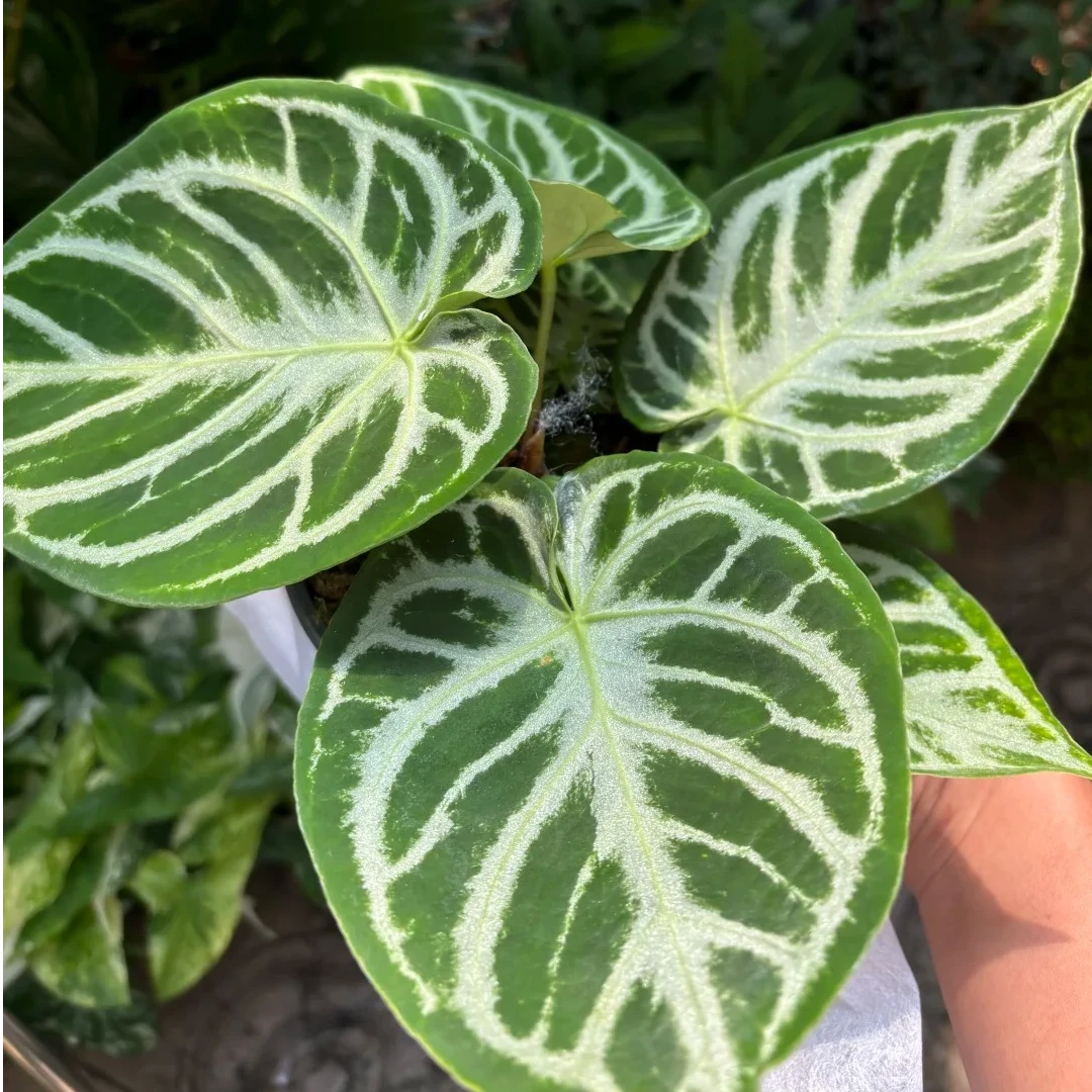 【有植依花烛】银刷子花烛室内热带观叶耐看绿植盆栽