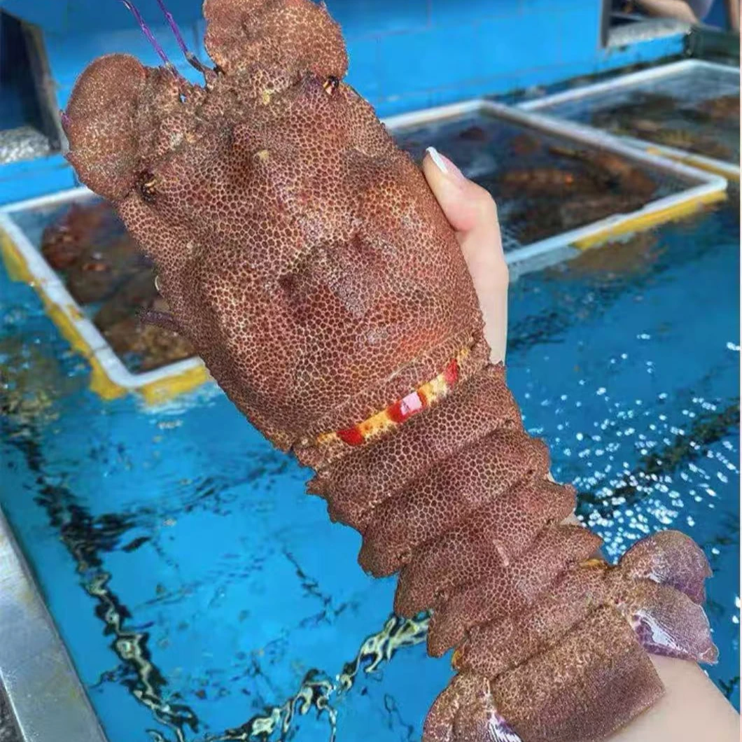 冰鲜犀牛虾 ，江浙沪以外默认低温冷冻发货 上海发货.