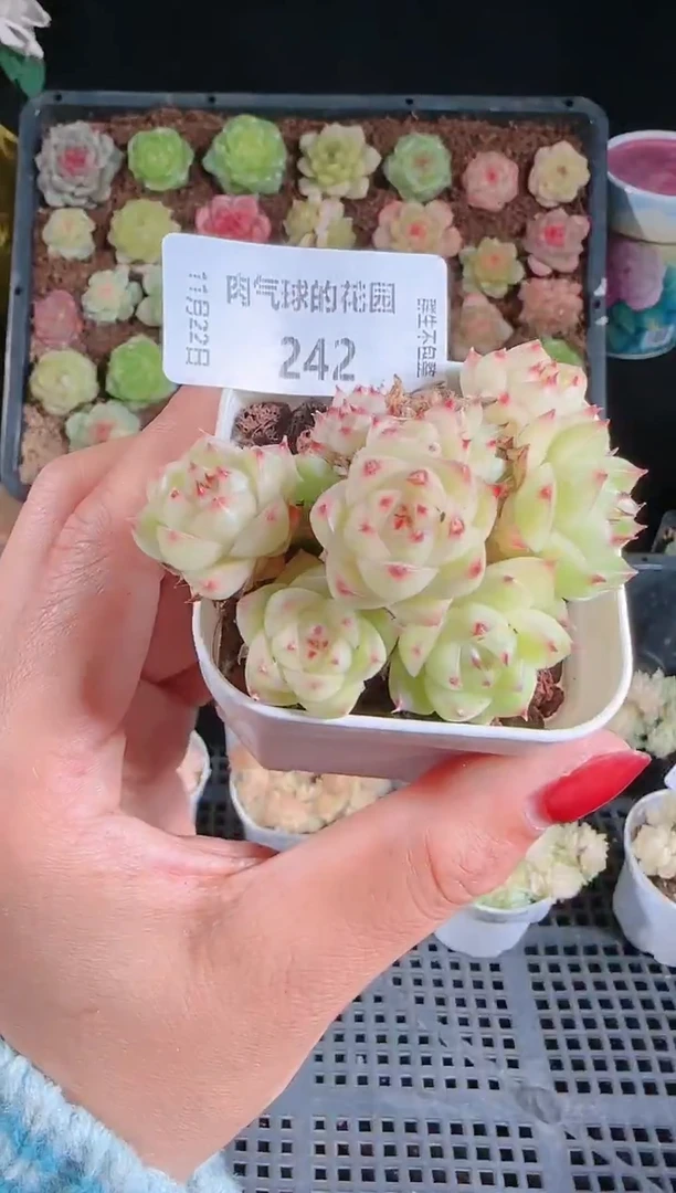 1122-242群生不包整