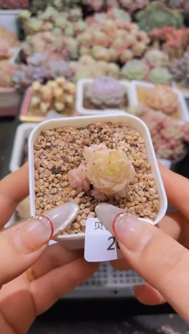 【闪购商品】202黄晶晶