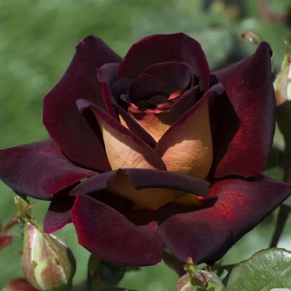 骇客【中苗】切花玫瑰月季花苗暗黑黑金色系列大花茶香灌木四季开花