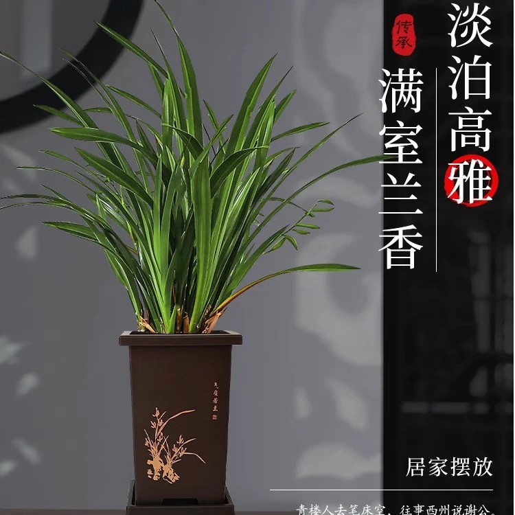 墨兰兰花苗盆栽国兰精品名贵花卉绿植物室内四季好养活企黑