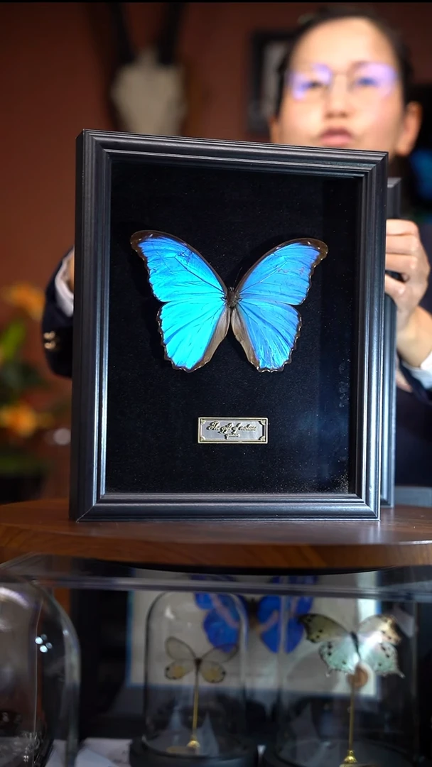 Q52   大蓝闪蝶   瑕疵  一图一物    拍下不退不换