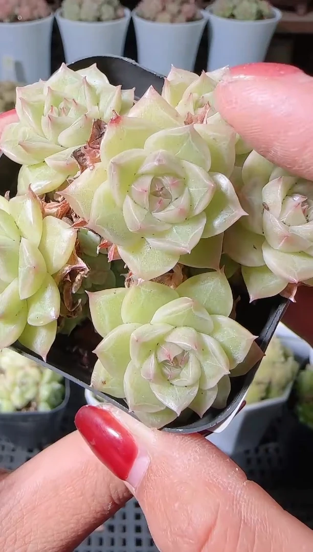 1119-370麦秆群生不包整