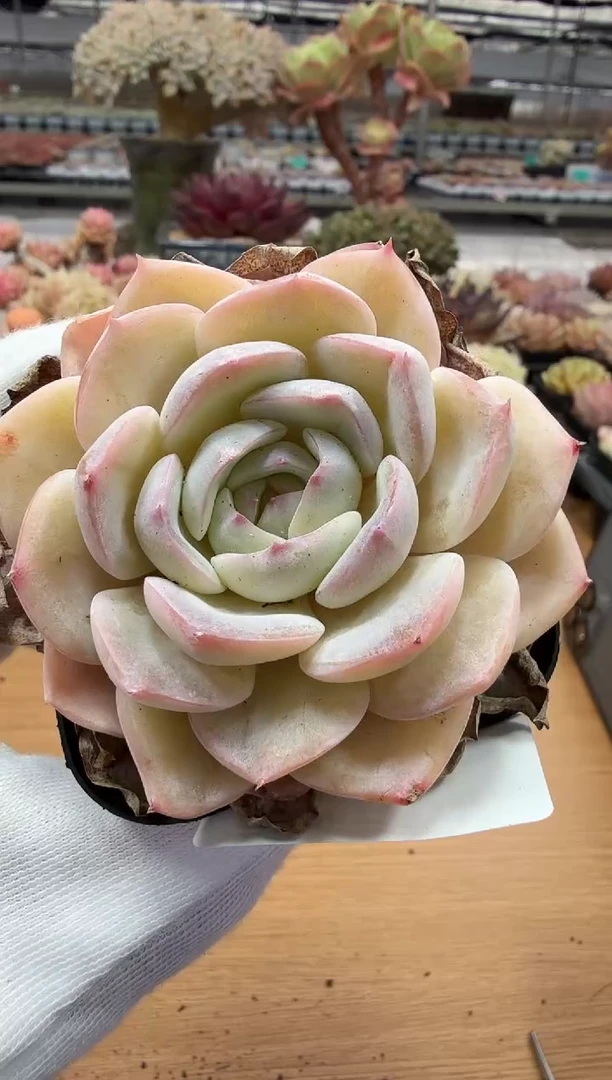 东云多肉园二店-71