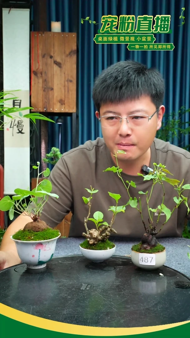 无花朵岛*苔藓微景观487号