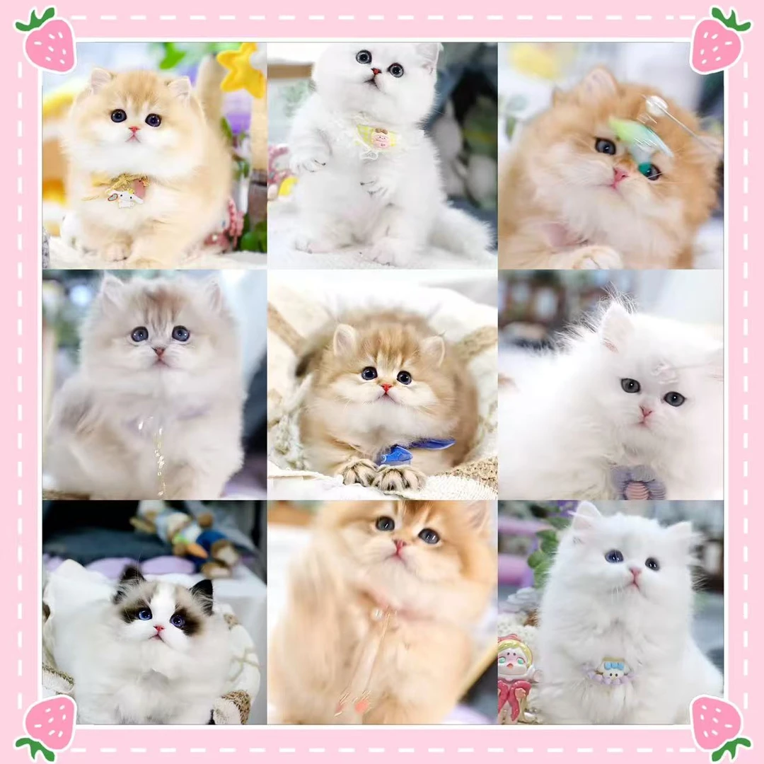 【橘子猫屋】猫咪活体全款链接