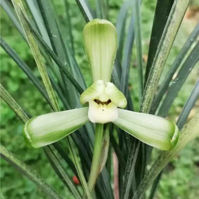 兰花兰花盆栽春兰【汪字】上品老八种苗开花浓香高端品质兰花好养活