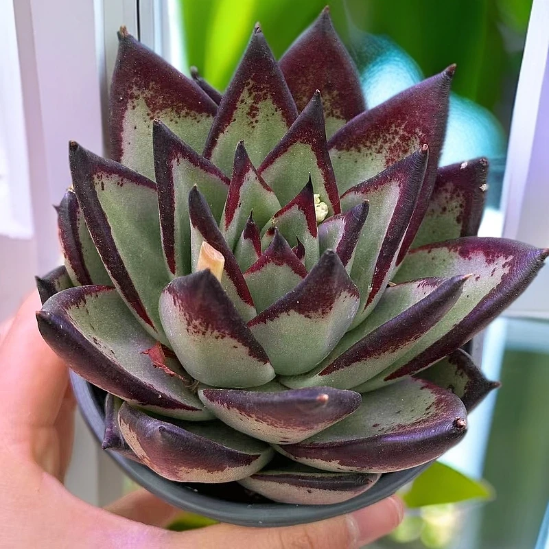 黑檀汁乌木多肉植物办公室阳台室内新手好养盆栽绿植带盆土