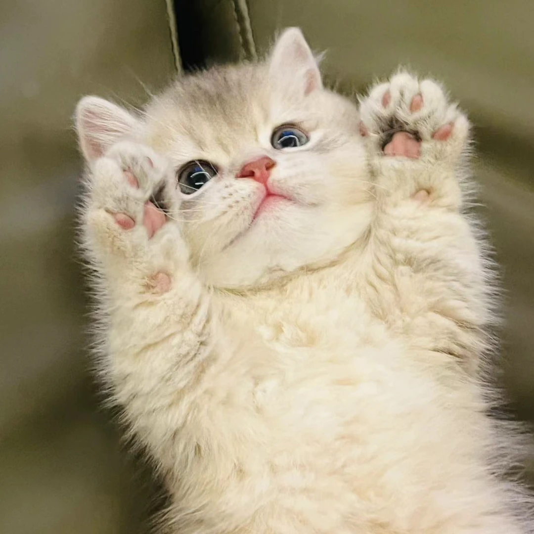 宠物猫直播间链接